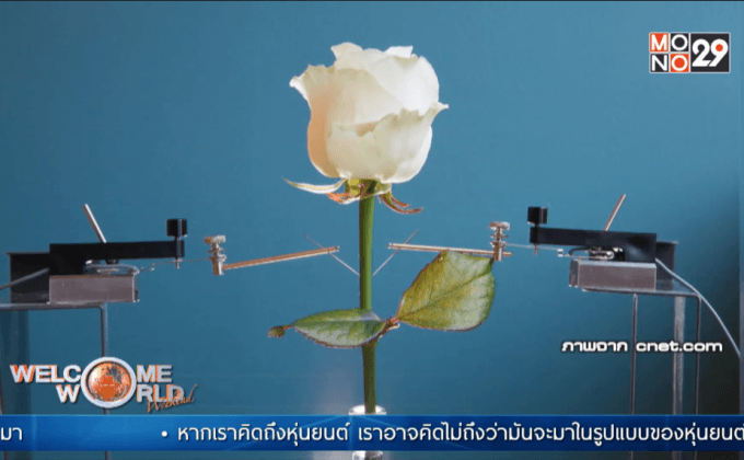 นักวิทยาศาสตร์เผยโฉม “ไซบอร์กแพลนท์”