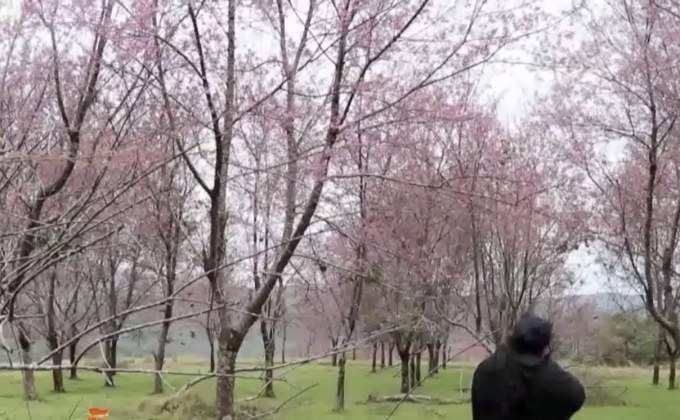 อากาศหนาวดอกพญาเสือโคร่งบานมากกว่าทุกปี