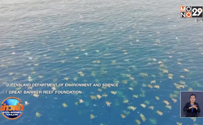 ตื่นตา! เต่าทะเลหลายหมื่นทำรังในออสเตรเลีย