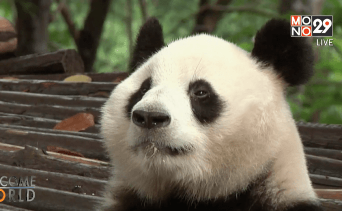 ทำไมแพนด้าจึงดูเหมือนขี้เกียจ?