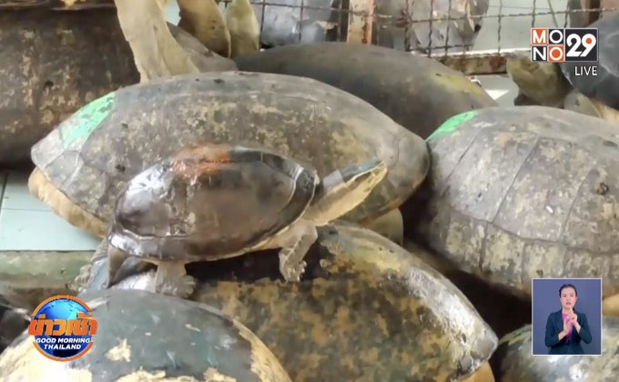 เตรียมเอาผิดคนนำเต่ามาปล่อยวัด จ.อ่างทอง