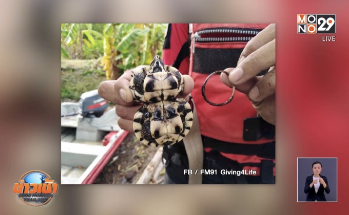 สุดสงสาร เต่าถูกหนังยางรัดกระดองจนเบี้ยวผิดรูป