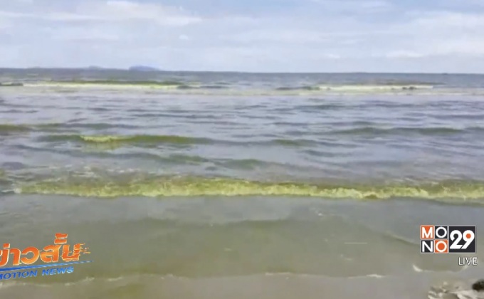 น้ำทะเลบางแสนเปลี่ยนเป็นสีเขียวทั้งชายหาด