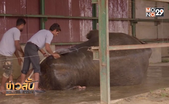 อินเดียเปิดโรงพยาบาลช้างแห่งแรก