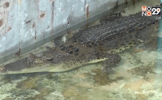 ส่งมอบจระเข้ที่พบในทะเลภูเก็ตให้สวนสัตว์ดูแล