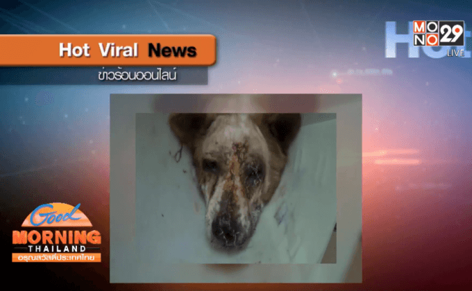 ชาวเน็ตจี้นำมือฟันเจ้าตูบมาลงโทษ