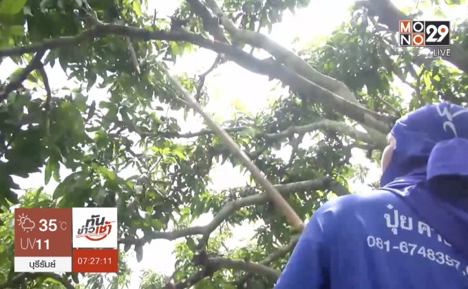 รับจ้างแต่งกิ่งมะม่วงหารายได้เสริม