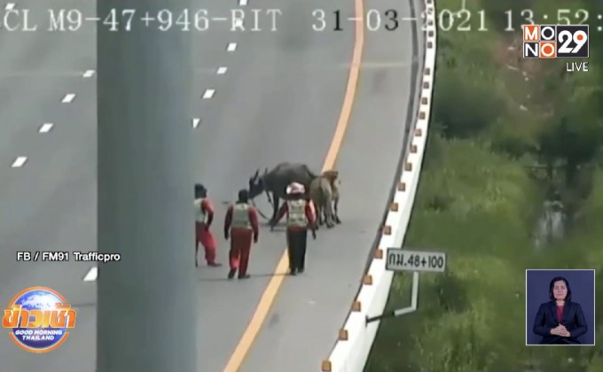 นายฮ้อยจำเป็น! ไล่จับควาย 3 ตัวหลุดบนมอเตอร์เวย์