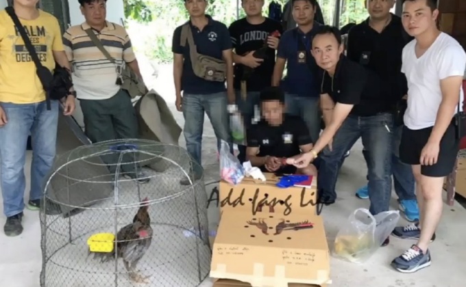 ตำรวจเชียงใหม่รวบชายส่งยาบ้าใส่มาในคอไก่ชน