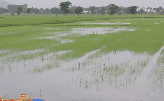 เร่งสูบน้ำออกจากนาป้องกันต้​นข้าวเน่า จ.ชัยนาท