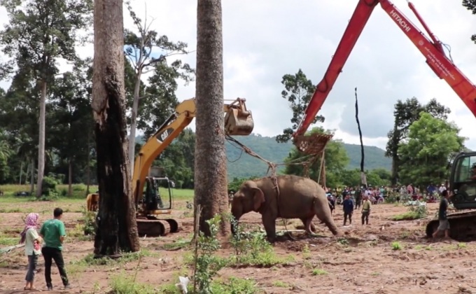 ลำเลียงช้างป่าพิษณุโลกไปรักษาที่ จ.ลำปาง