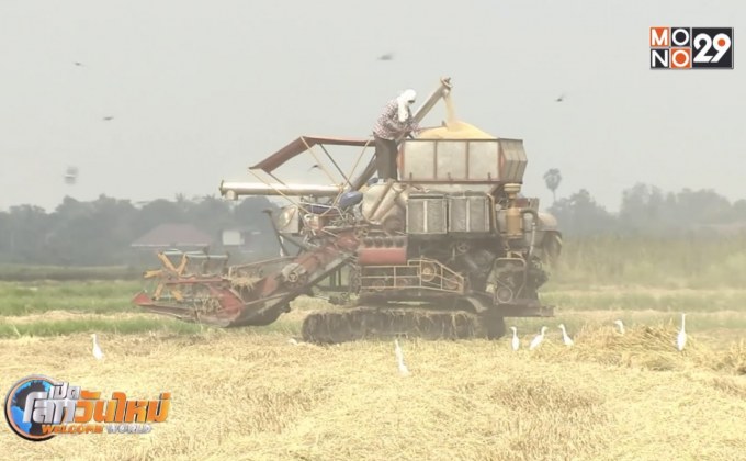 เริ่มจ่ายเงินโครงการประกันรายได้เกษตรกรผู้ปลูกข้าว