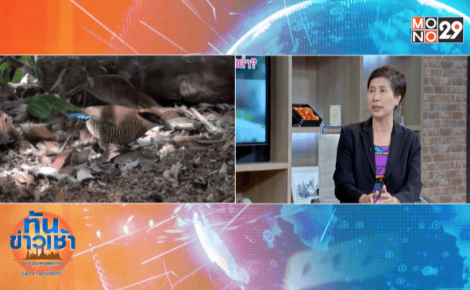 สูญพันธุ์นกแต้วแล้วท้องดำ?