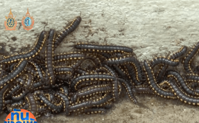 ชาวบ้าน อ.คลองหลวง ผวา! ตะเข็บบุกบ้าน