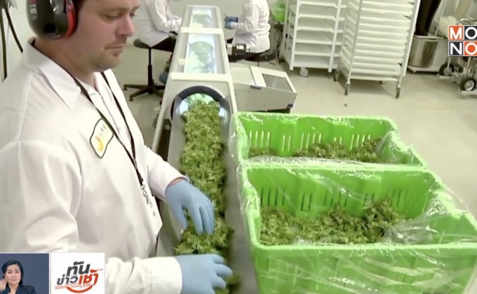 ปลดล็อคกัญชาสะดุด ต่างชาติยื่นสิทธิบัตร