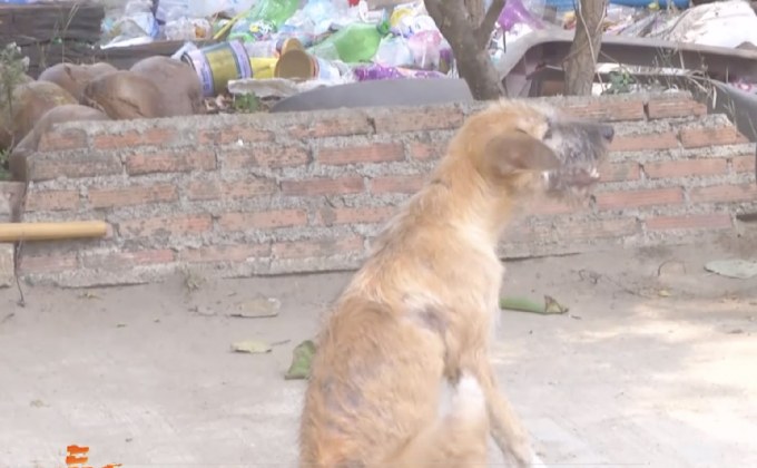 พบสุนัขจรจัดติดเชื้อพิษสุนัขบ้า จ.พิจิตร