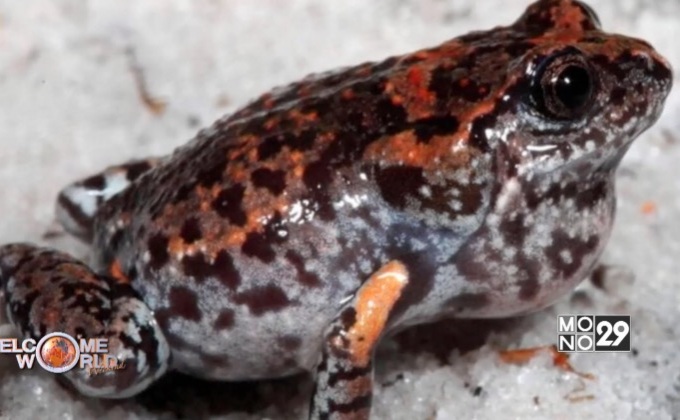 ออสเตรเลียพบกบสายพันธุ์ใหม่