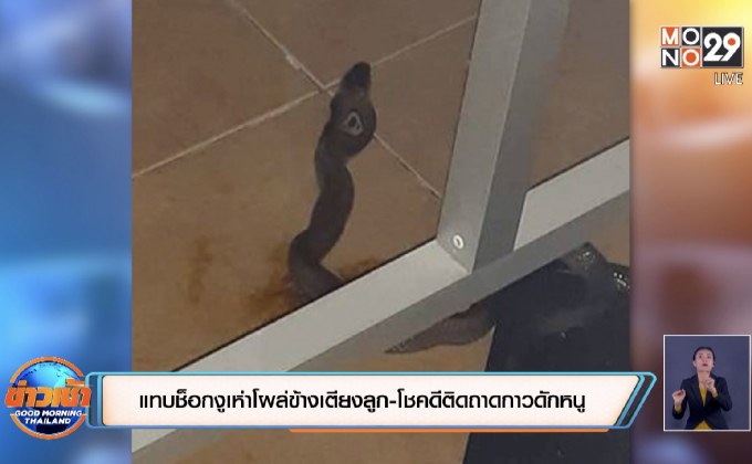 แทบช็อกงูเห่าโผล่ข้างเตียงลูก-โชคดีติดถาดกาวดักหนู