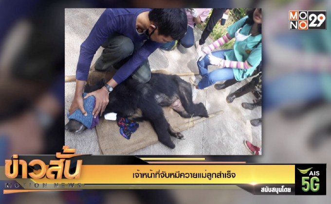 เจ้าหน้าที่จับหมีควายแม่ลูกสำเร็จ