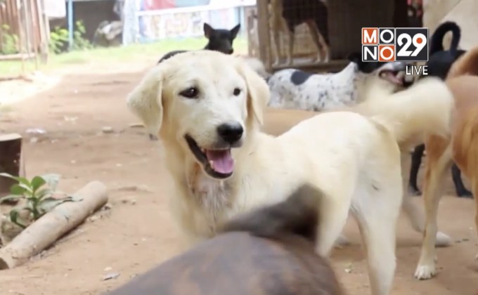 จ.นนทบุรี ประกาศเขตพื้นที่โรคพิษสุนัขบ้าชั่วคราว