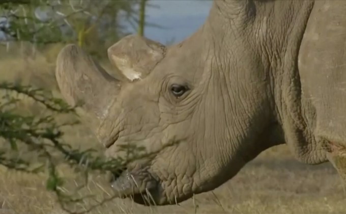 นักวิทย์ผสมเทียมแรดขาวเหนือสำเร็จ