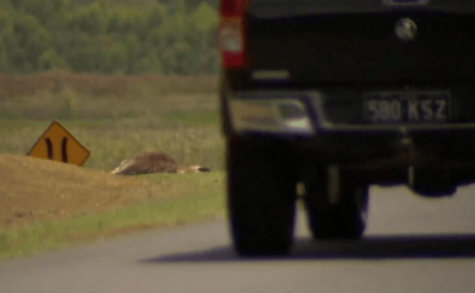 ตั้งใจขับรถชนจิ้งโจ้ตายในออสเตรเลีย