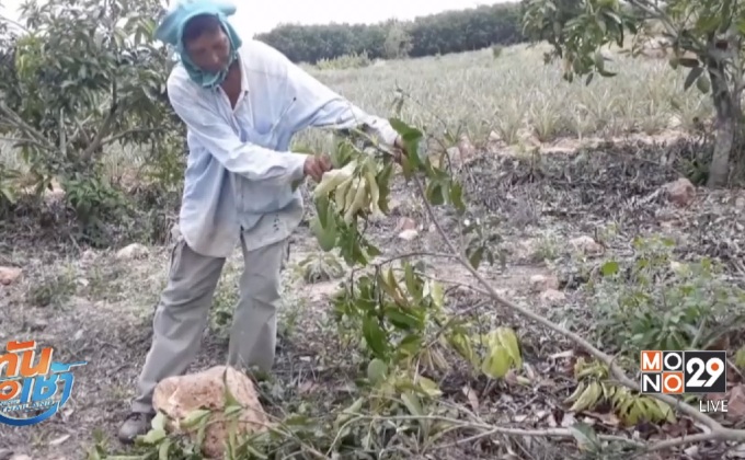 ชาวบ้านกุยบุรีร้องเรียนถูกช้างป่าบุกกินพืชไร่