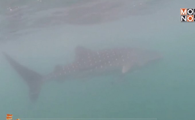 พบฉลามวาฬ 4 ตัว โผล่เล่นน้ำที่ทะเลประจวบฯ