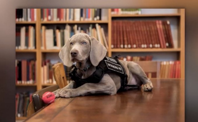 เจ้าหน้าที่ดูแลพิพิธภัณฑ์สี่ขาในสหรัฐฯ