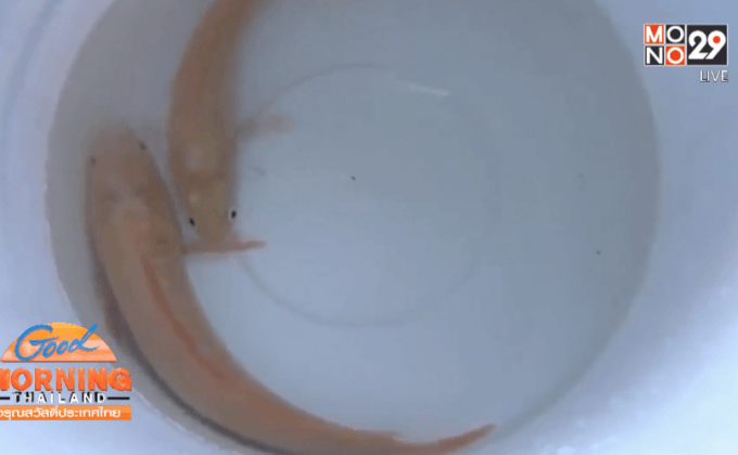 ชาวบ้านแตกตื่น! พบปลาช่อนทองให้โชคลาภ