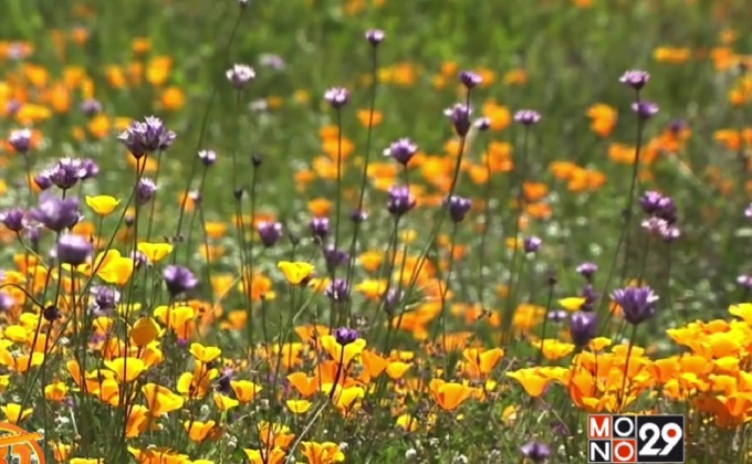 ทุ่งดอกไม้ในแคลิฟอร์เนีย