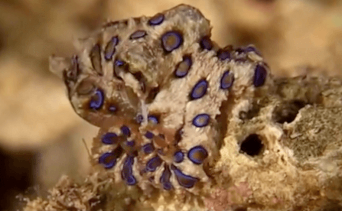 บลูริง…หมึกมรณะ