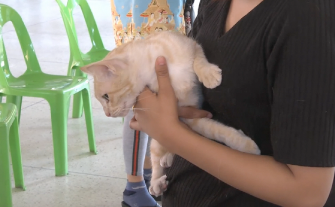 พบหมา-แมวในประเทศไทยนับ 10 ล้านตัว