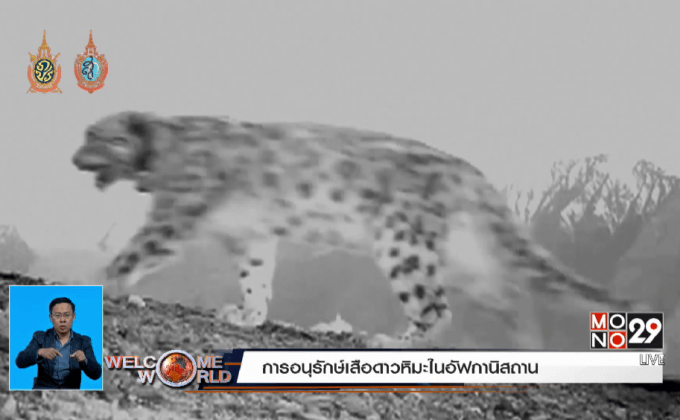 การอนุรักษ์เสือดาวหิมะในอัฟกานิสถาน