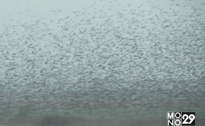 ปรากฏการณ์ “ตะวันดำ” ในเดนมาร์ก