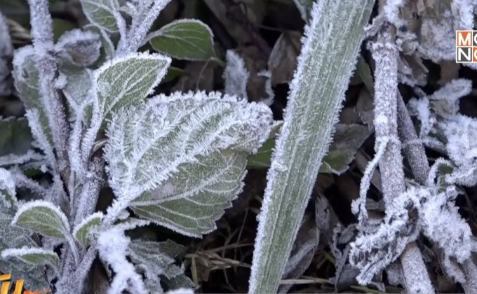 นทท.แห่ชม “เหมยขาบ”บนยอดดอยอินทนนท์ เป็นวันที่ 4