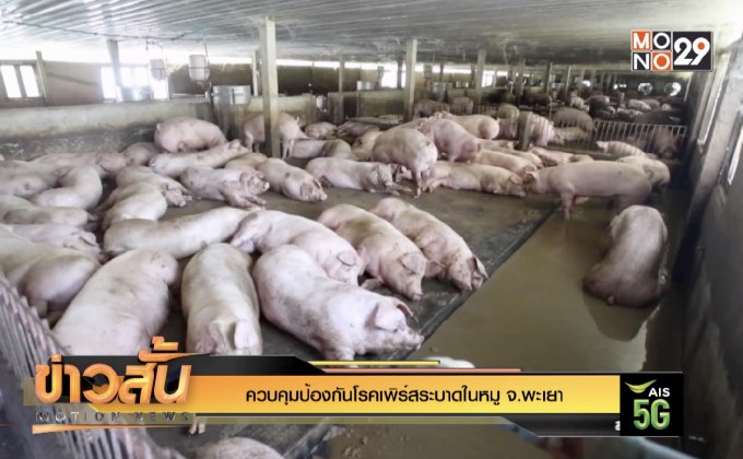 ควบคุมป้องกันโรคเพิร์สระบาดในหมู จ.พะเยา