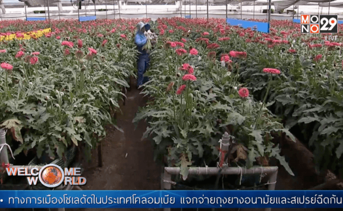 ผู้ค้าดอกไม้โคลอมเบียเตรียมรับวาเลนไทน์