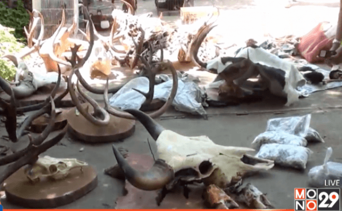 ค้นบ้านผู้รับเหมาก่อสร้าง พบสัตว์ป่าคุ้มครอง-ซากสัตว์เพียบ