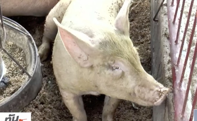 โคราชพบหมูติดเชื้อพิษสุนัขบ้า
