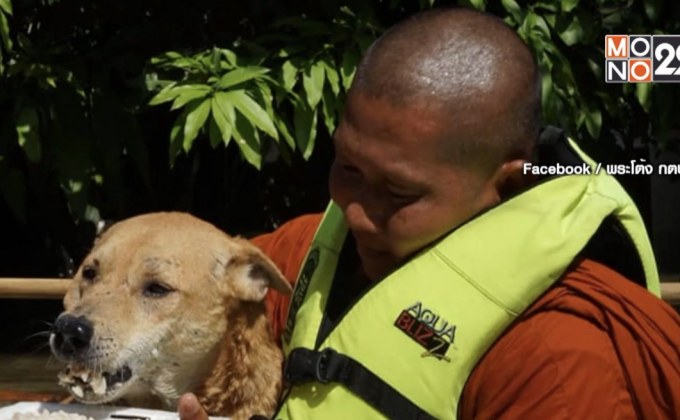 โซเชียลชื่นชม พระสงฆ์ลุยน้ำป้อนอาหารสุนัข 