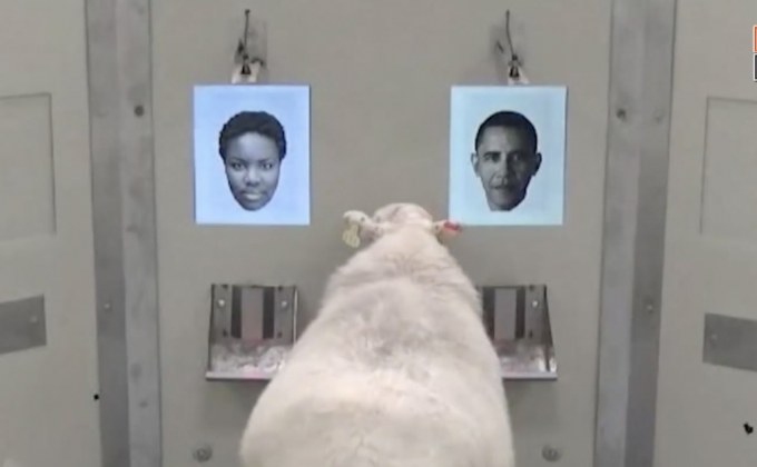 แกะจดจำใบหน้ามนุษย์จากภาพถ่าย