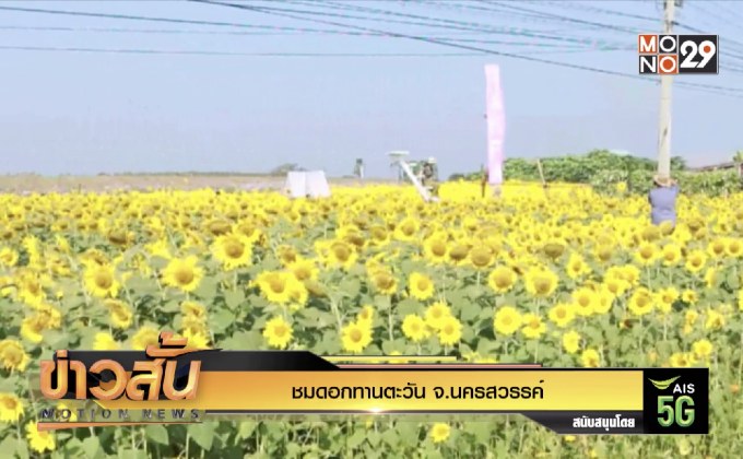 ชมดอกทานตะวัน จ.นครสวรรค์