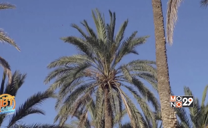 ตูนีเซีย สู้ภัย “ด้วง” รักษา “อินทผลัม”