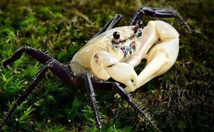 พบ “ปูเจ้าฟ้า” หายาก บ่งชี้ป่าแก่งกระจานสมบูรณ์