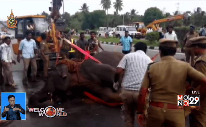 รถบัสชนช้างในอินเดีย