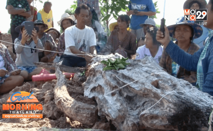 ชาวสุรินทร์ขุดพบตะเคียนยักษ์ อายุนับพันปี