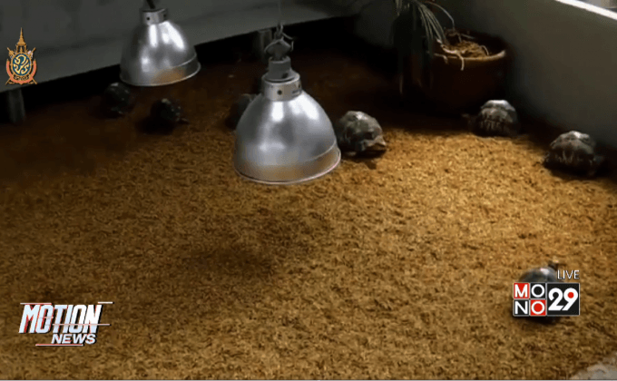 เต่าของกลาง 14 ล้านสูญหาย