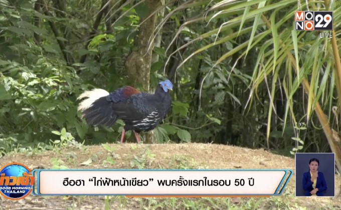 ฮือฮา “ไก่ฟ้าหน้าเขียว” พบครั้งแรกในรอบ 50 ปี