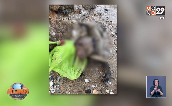 โพสต์เลิกให้อาหารลิงเขาสามมุกทั้งถุง